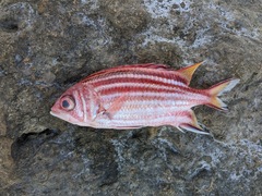 Sargocentron rubrum