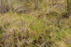 Distichlis distichophylla