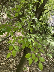 Carpinus cordata