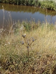 Petroselinum segetum