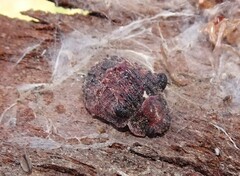 Trachymela papuligera