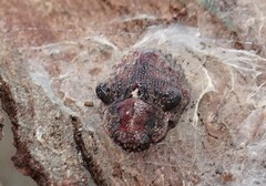 Trachymela papuligera