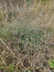 Petroselinum segetum