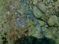 Rhyssoplax olivacea