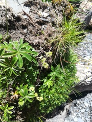 Alchemilla alpigena