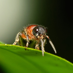 Bischoffitilla