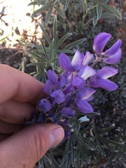 Lupinus obtusilobus