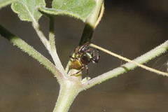 Sassacus