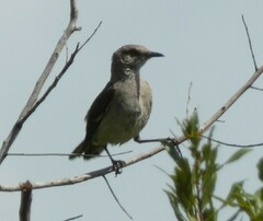 Mimus polyglottos image