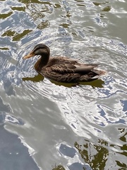 Anas platyrhynchos
