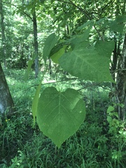 Tilia americana heterophylla