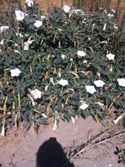 Datura wrightii