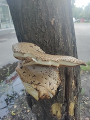 Cerioporus squamosus