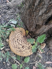 Cerioporus squamosus