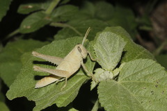 Schistocerca impleta