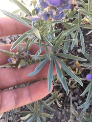 Lupinus obtusilobus