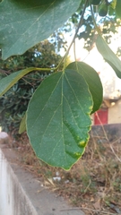Cordia dichotoma