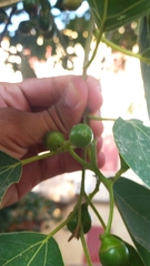 Cordia dichotoma