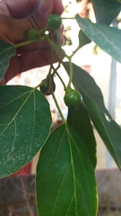 Cordia dichotoma