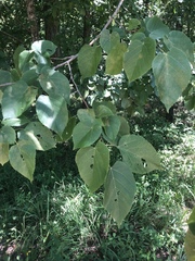 Tilia americana heterophylla
