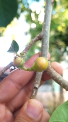 Cordia dichotoma