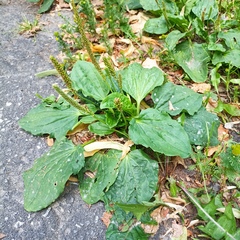 Plantago major