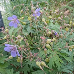 Geranium pratense