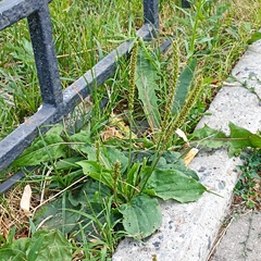 Plantago major