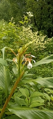 Hedychium spicatum