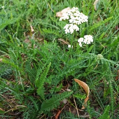 Achillea millefolium