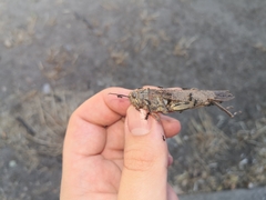 Anacridium aegyptium