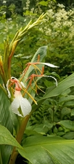 Hedychium spicatum