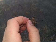 Anacridium aegyptium