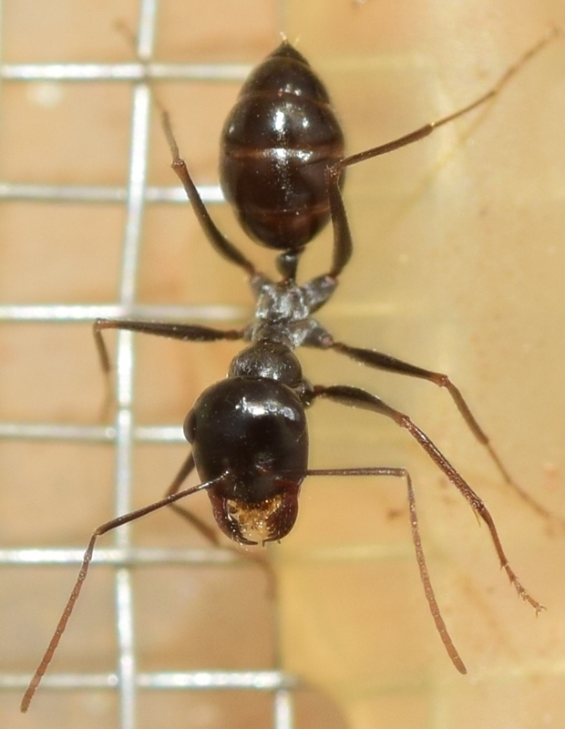 Cataglyphis albicans