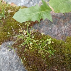 Sagina procumbens