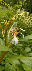 Hedychium spicatum