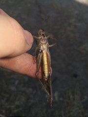 Anacridium aegyptium