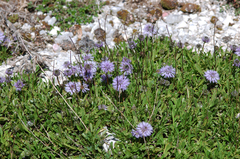 Globularia meridionalis