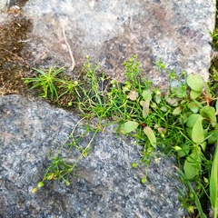 Sagina procumbens