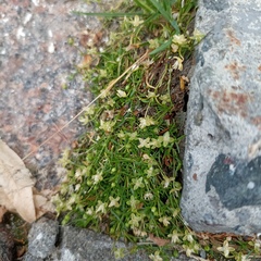 Sagina procumbens