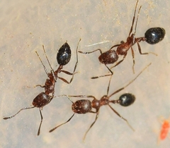 Monomorium subopacum