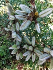 Chamaecytisus austriacus