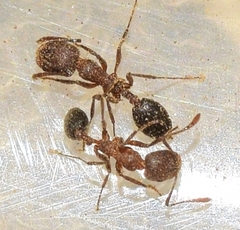 Monomorium subopacum