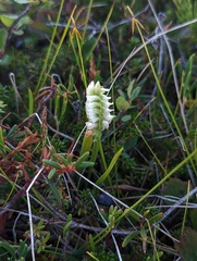 Spiranthes romanzoffiana