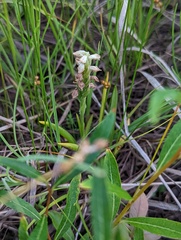Spiranthes romanzoffiana