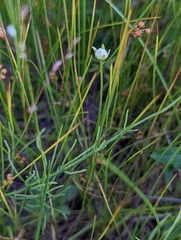 Parnassia palustris