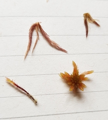 Sphagnum subnitens