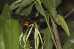 Pygodasis ephippium ephippium