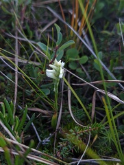 Spiranthes romanzoffiana