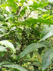 Melicope pteleifolia